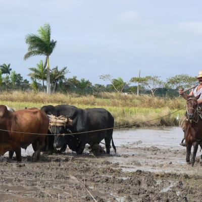 Cuba Oriente (à partir de 2690 Eur)